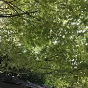 なかめんの画像
