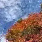 霧島の画像