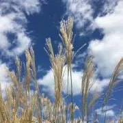 ごんちゃんの画像