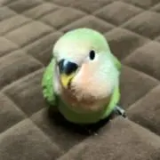 ★AYU★ゆうゆう⇄らくらくに変更有りの画像