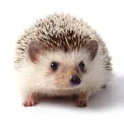 ダイナの画像
