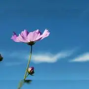 Myの画像