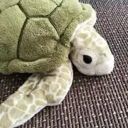 かめたん