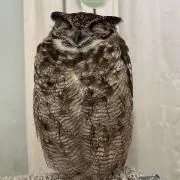 シンの画像