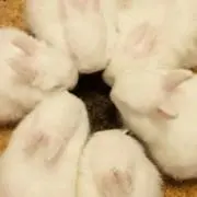 とぅあん￣(=∵=)￣