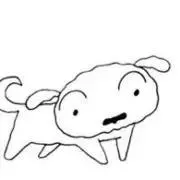 白い犬の画像