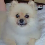 レオの画像