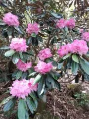 里瑠　庭園管理士の画像