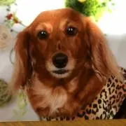 シェリー