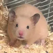 ありん＊