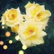 はのの画像