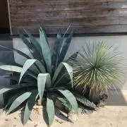 ねぼすけの画像