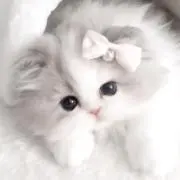 ♡.*の画像