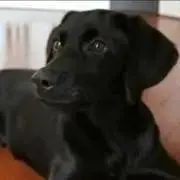 ちょこもか