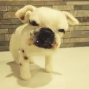 alanの画像