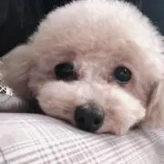 バニラの画像