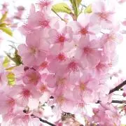 マカロニサラダの画像