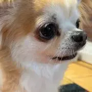 坂本トンボ