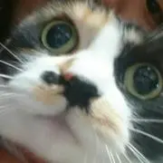 おにょほにょの画像