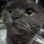 ミウラの画像
