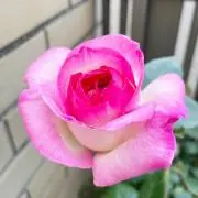 yokoの画像
