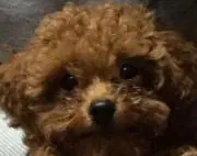 モカ