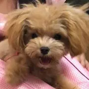 アラレちゃん