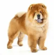 なちゃなちゃの画像