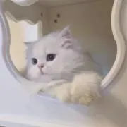 reinaの画像