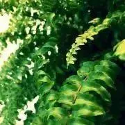 シダの画像
