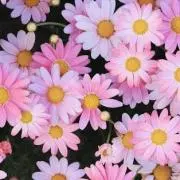 はな(♡•͈ᴗ•͈)ꕤの画像