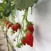 nats☆の画像