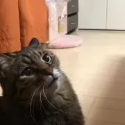 ぼやーじゅの画像