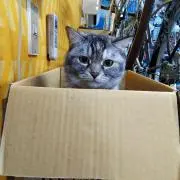 麦ちゃんの画像