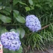 しづく　　次回発送8/1以降ですの画像