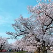 ゆうまの画像