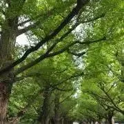 さんしょうの画像