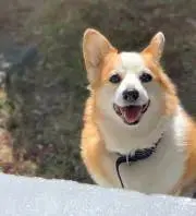 ゆの画像