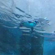 なっちゃん