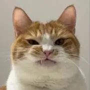 あゆみの画像