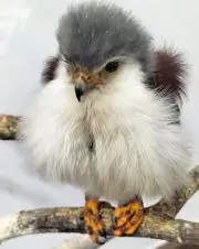 ぴよぴよ
