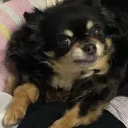 ぽこた