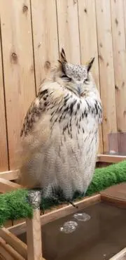 おとなの画像