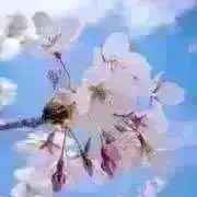 ポップの画像
