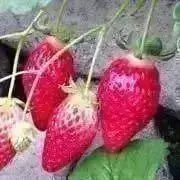 ユノハム◉必読の画像