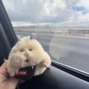satomimi0129の画像