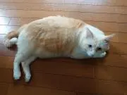 ヒロの画像