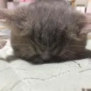 リヒト