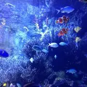 NIMOの画像