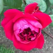 Roseの画像